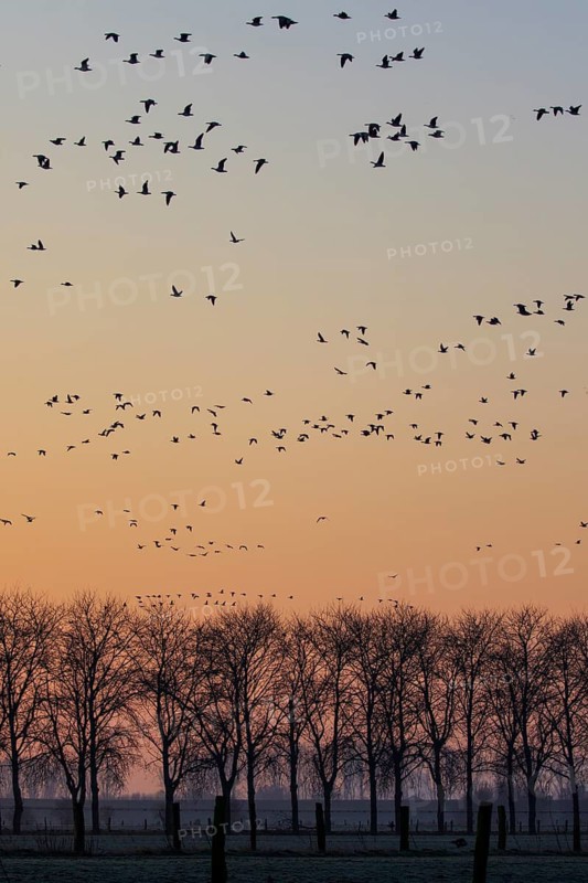 Greater White-fronted Goose (Anser albifrons) flock flying, North Rhine-Westphalia, Germany
