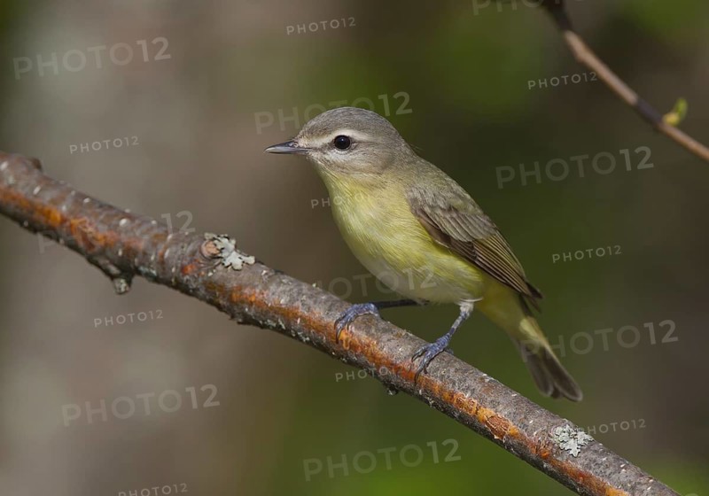Philadelphia Vireo (Vireo philadelphicus), Ontario, Canada