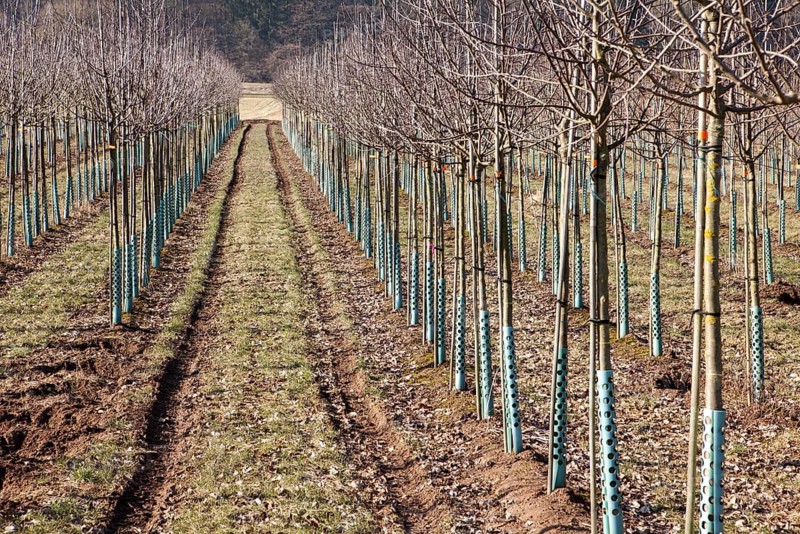 Tree nursery, Germany