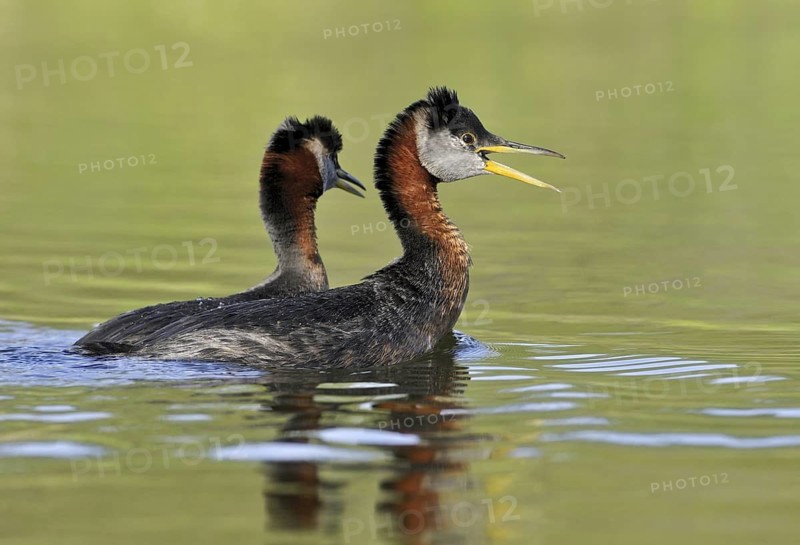 Red-necked Grebe (Podiceps grisegena), Alberta, Canada