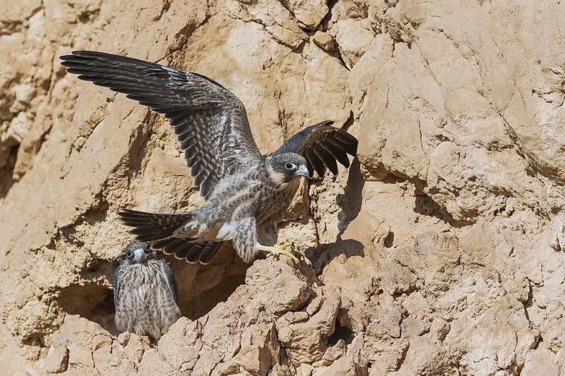 Sooty Falcon (Falco concolor) juveniles at nest, Eilat, Israel