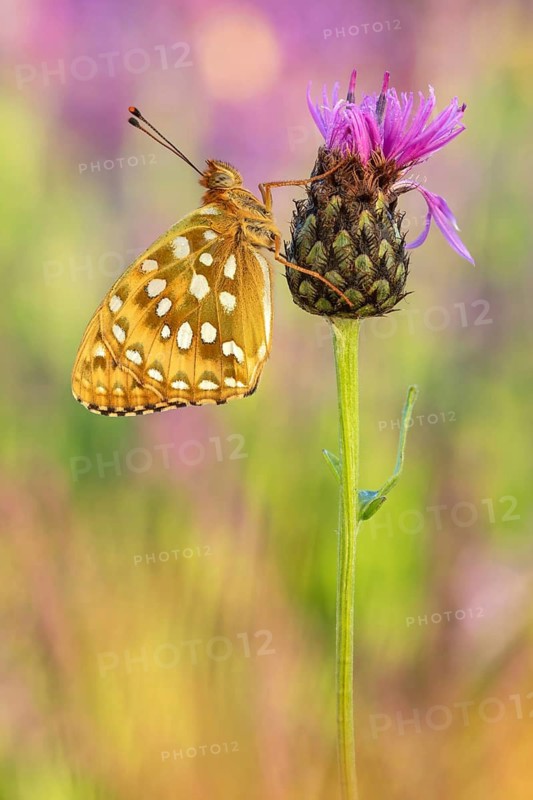 Großer Perlmuttfalter (Speyeria aglaja) von der Flügelunterseite an Wiesen-Flockenblume (Centaurea jacea)