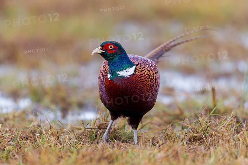 Fasan, Common Pheasant, Pheasant, Ring-necked Pheasant, Phasianus colchicus, Faisan de Colchide, Faisan de chasse, Faisán Vulgar