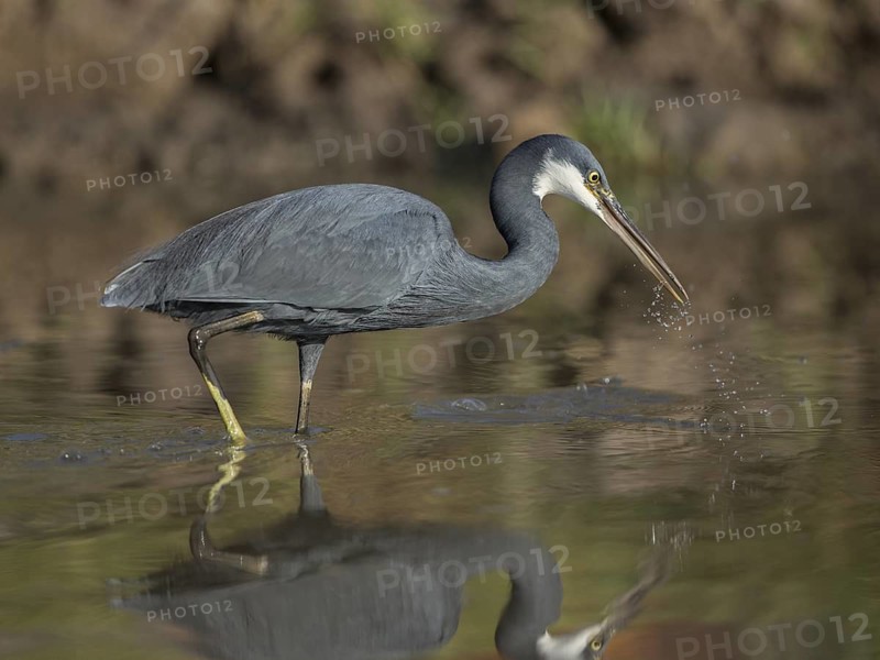 Western Reef Heron (Egretta gularis) foraging, Gambia