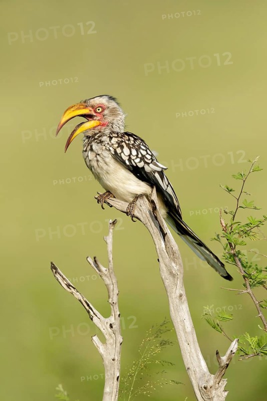Geelsnaveltok met snavel open, Southern Yellow-Billed Hornbill with beak open
