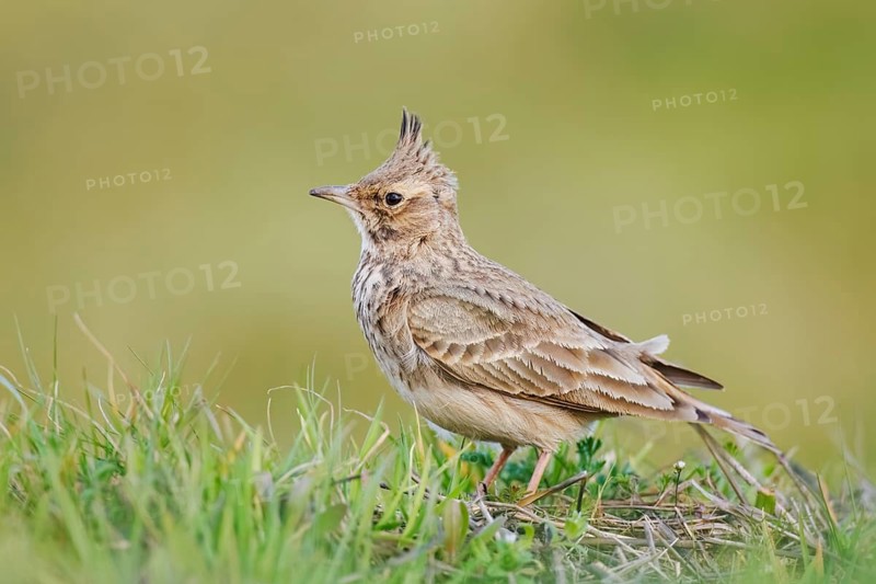 Haubenlerche, Galerida cristata Crested lark, Galerida cristata