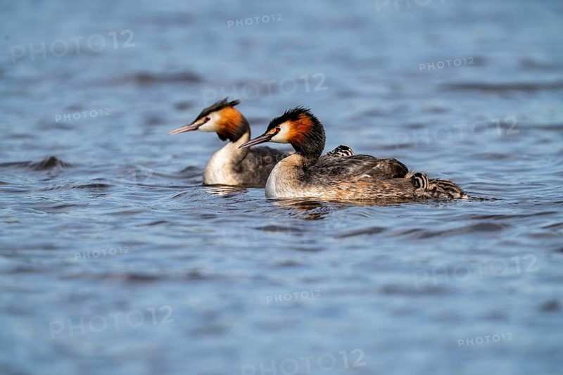 Great Crested Grebe (Podiceps Scalloped ribbonfish), pair with chicks on their backs, Vulkaneifel, Rhineland-Palatinate, Germany