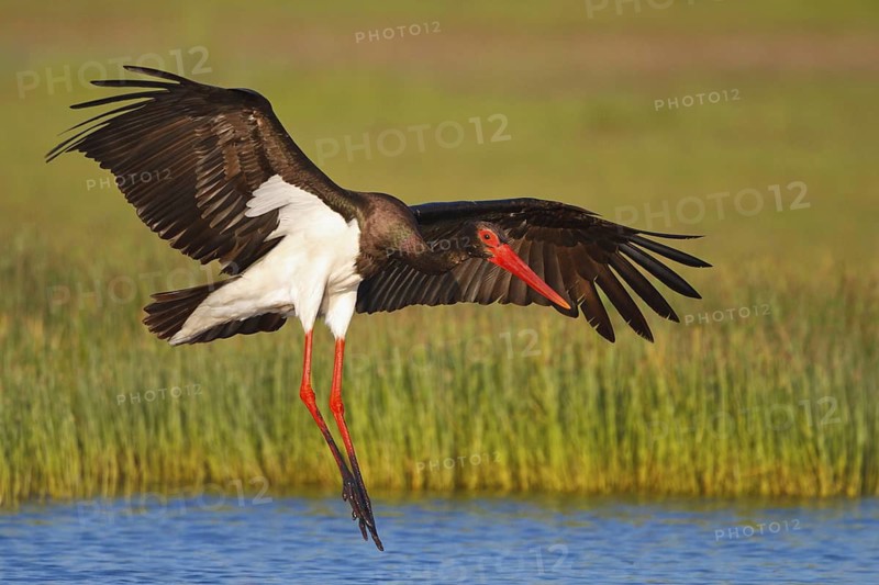 Black Stork (Ciconia nigra) flying, Greece