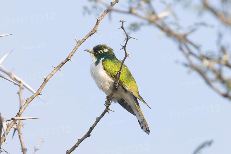 Klaaskuckuck (Chrysococcyx klaas) male, South Africa