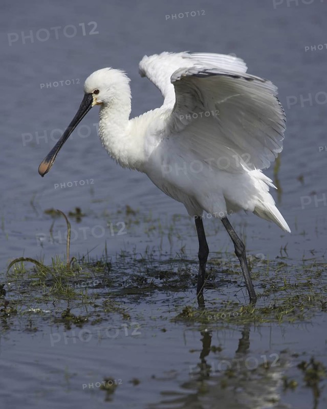 Eurasian Spoonbill (Platalea leucorodia), Schleswig-Holstein, Germany