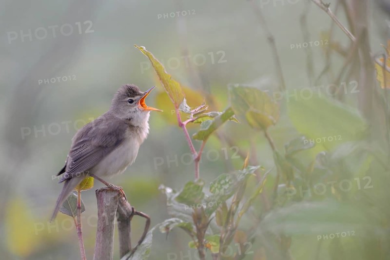 Marsh Warbler (Acrocephalus palustris) male singing, North Rhine-Westphalia, Germany