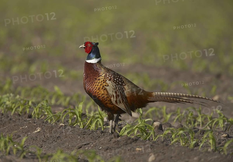 Common Pheasant (Phasianus colchicus) male, Schleswig-Holstein, Germany