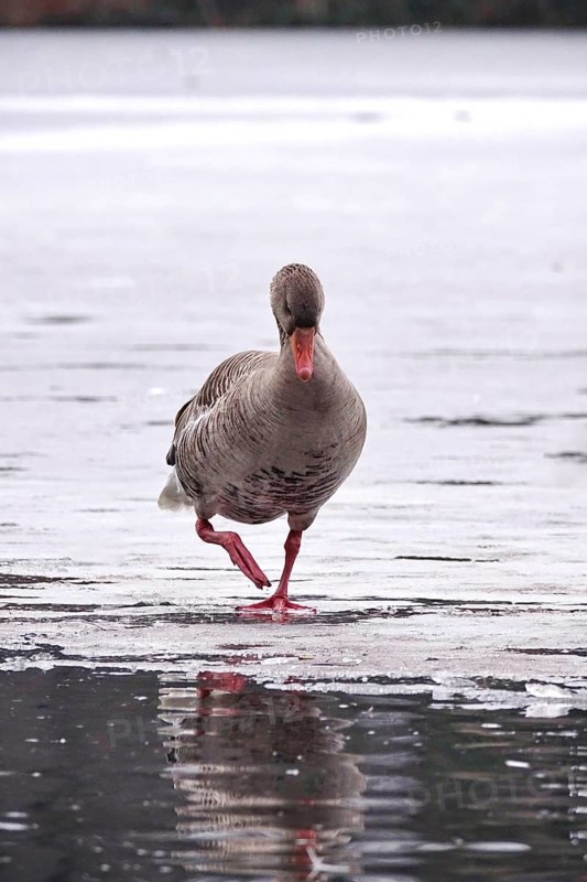 Grey goose on a frozen lake, winter, Germany
