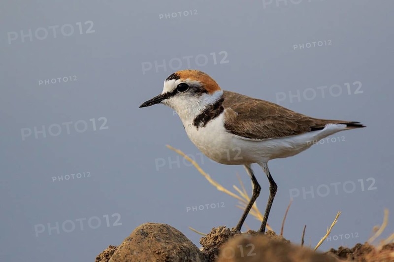 Kentish Plover (Charadrius alexandrinus) male, Greece