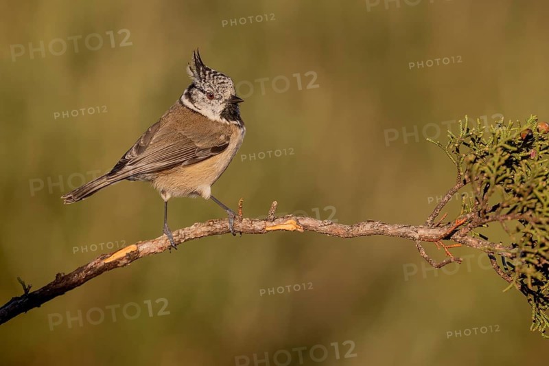 Crested Tit (Parus cristatus), Spain