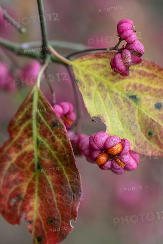 Peacock, spindle bush (Euonymus europaeus), fruit stand, Emsland, Lower Saxony, Germany