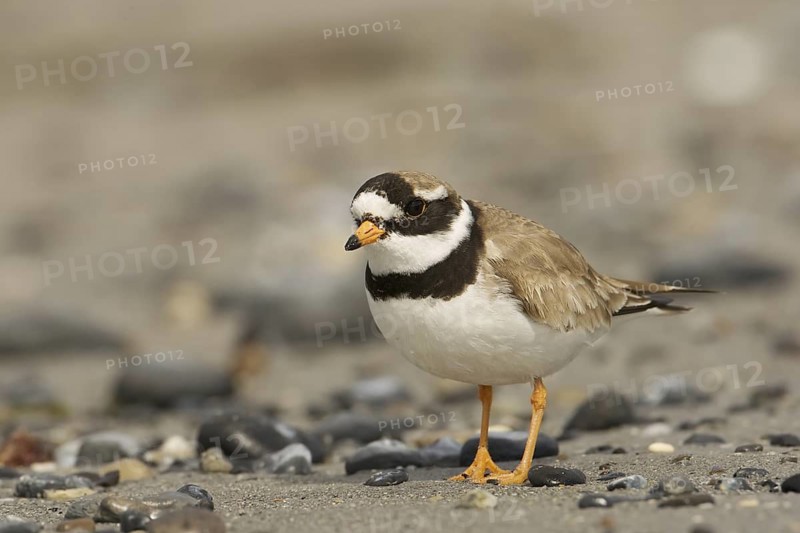 Common Ringed Plover (Charadrius hiaticula), Schleswig-Holstein, Germany
