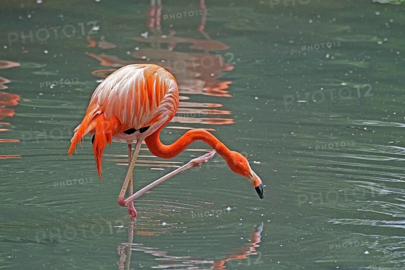 Flamingo (Phoenicopterus ruber), Cuban flamingo, captive, Münster, North Rhine-Westphalia, Germany