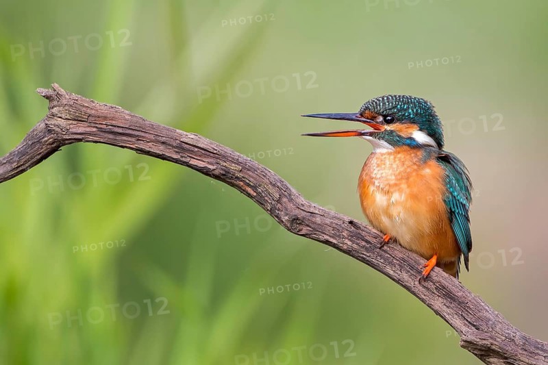 Common Kingfisher (Alcedo atthis) female calling, Saxony-Anhalt, Germany