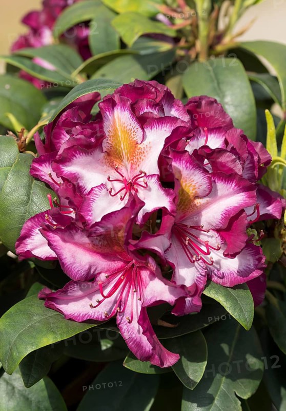 Rhododendron (Rhododendron 'Pushy Purple'), Germany
