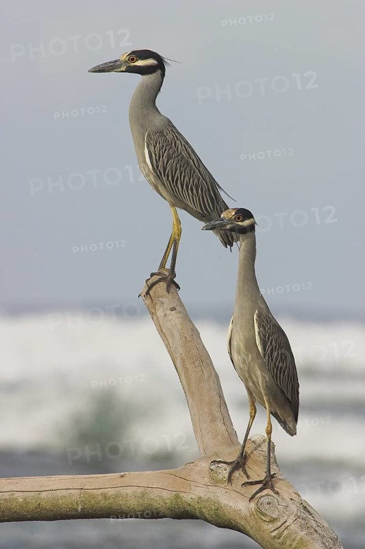 Yellow-crowned Night Heron (Nyctanassa violacea), Costa Rica