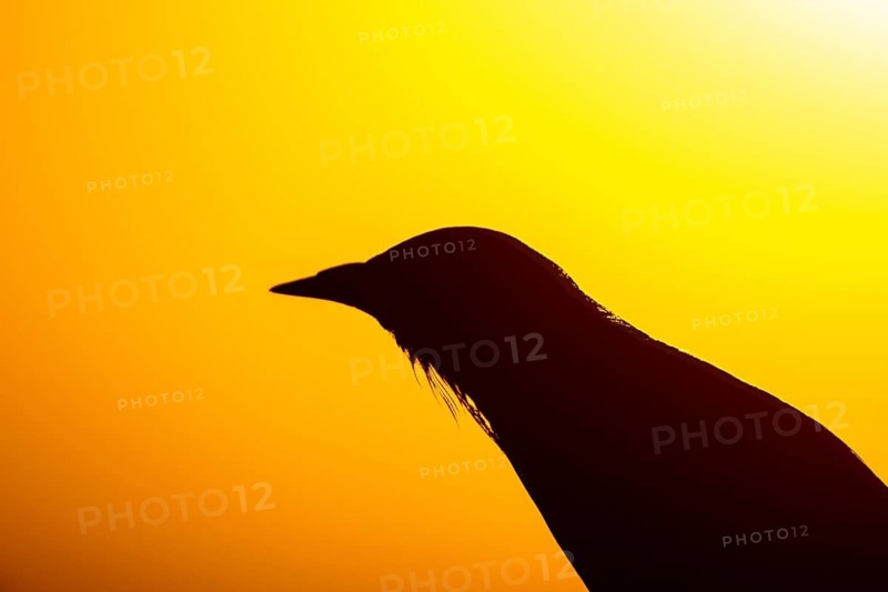 Spotless Starling (Sturnus unicolor), Extremadura, Spain