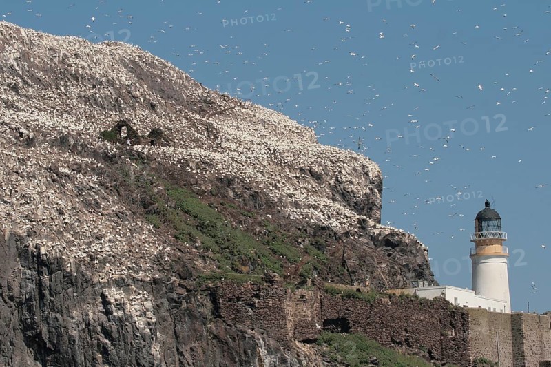 Northern Gannet (Morus bassanus), Bass Rock, Scotland, United Kingdom