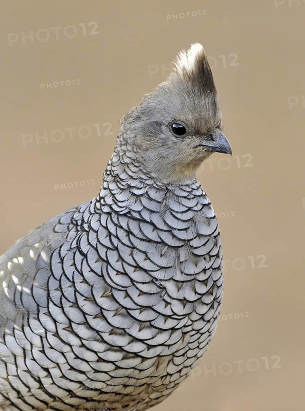 Scaled Quail (Callipepla squamata), Arizona, USA