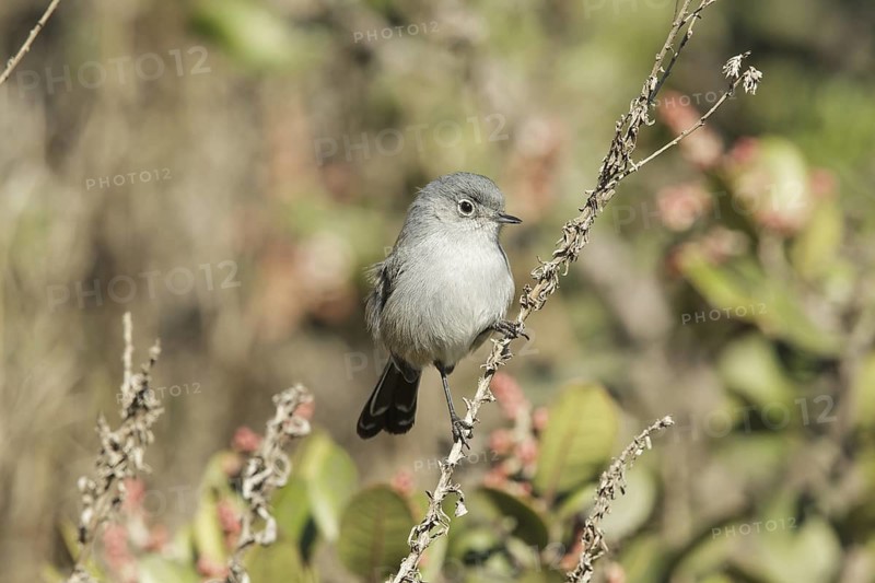 California Gnatcatcher (Polioptila californica) male, California, USA
