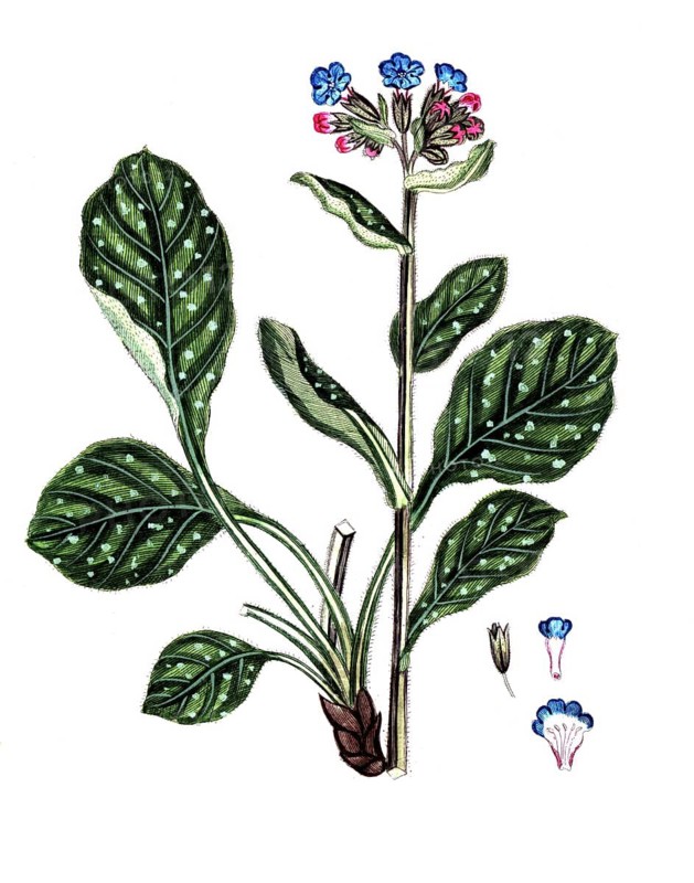 Pulmonaria officinalis, spotted lungwort, digital reproduction of a historical original, between 1790 and 1810