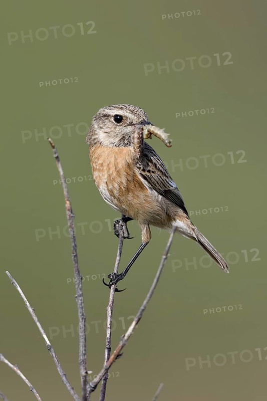 Vor dem Anflug zum Nest... Schwarzkehlchen *Saxicola torquata*, Weibchen mit Beute im Schnabel