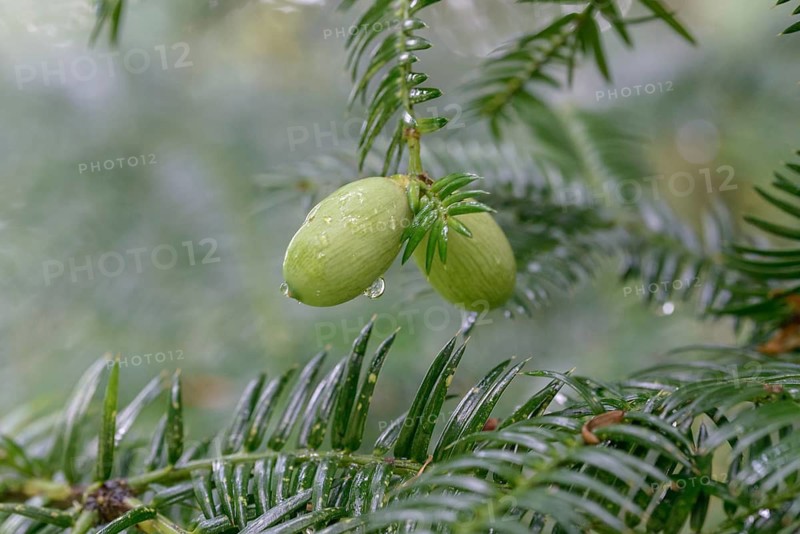 Torreya nucifera (Torreya nucifera), Viewing Garden University of Applied Sciences W, Germany