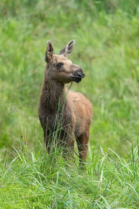 Moose (Alces alces) calf standing on a wet meadow. Green grass around