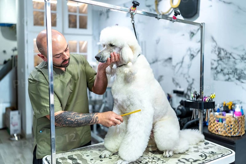 Pet groomer carefully combing and shaping the fur of a large white poodle on a grooming table, providing specialized dog care and styling services in a modern salon environment
