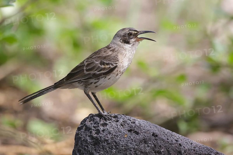San Cristobal Mockingbird (Mimus melanotis) singing, Galapagos, Ecuador