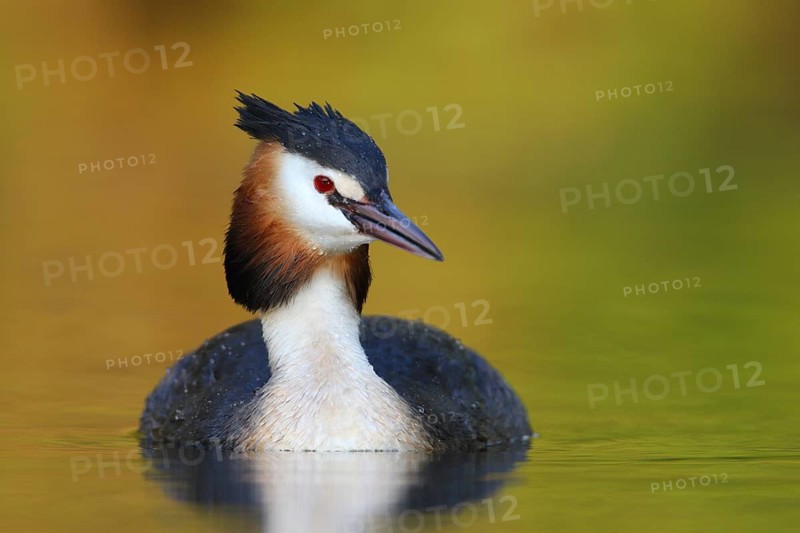 Great Crested Grebe (Podiceps cristatus), North Rhine-Westphalia, Germany
