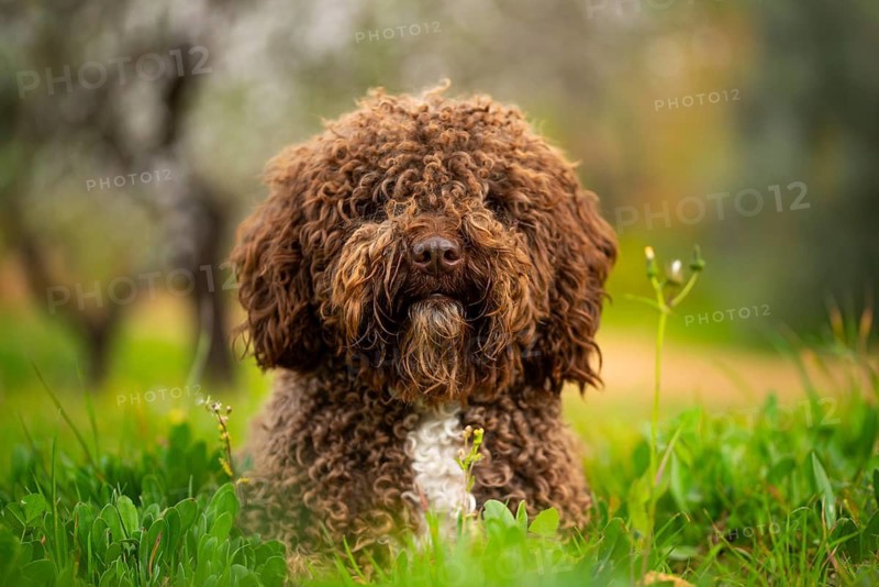 A curly-coated Andalusian water dog sits amidst vibrant green grass, with soft focus trees in the background, showcasing the beauty of a serene rural setting