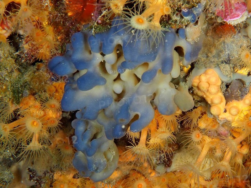 Meat sponge (Oscarella lobularis)