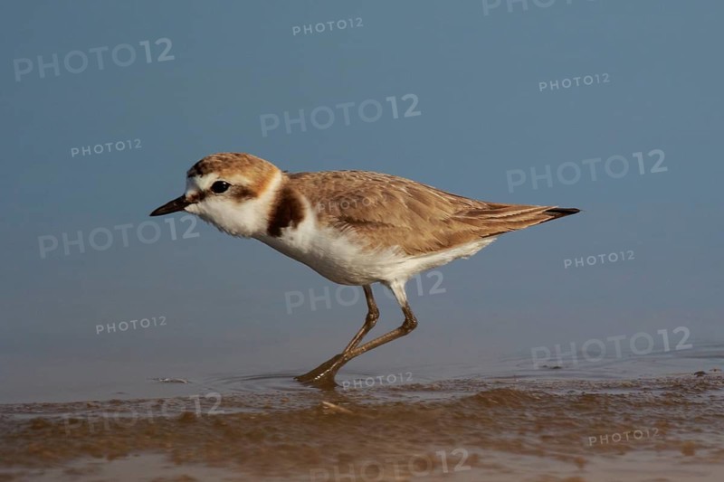 Kentish Plover (Charadrius alexandrinus) male, Lesvos, Greece