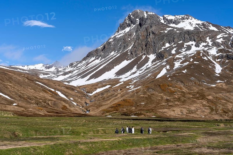 King penguins (Aptenodytes patagonicus), group in tussock grass plain in front of snow-covered mountain range, Fortuna Bay, South Georgia