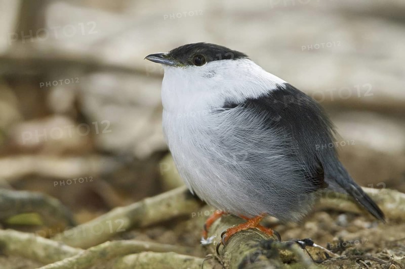 White-bearded Manakin (Manacus manacus), Trinidad and Tobago