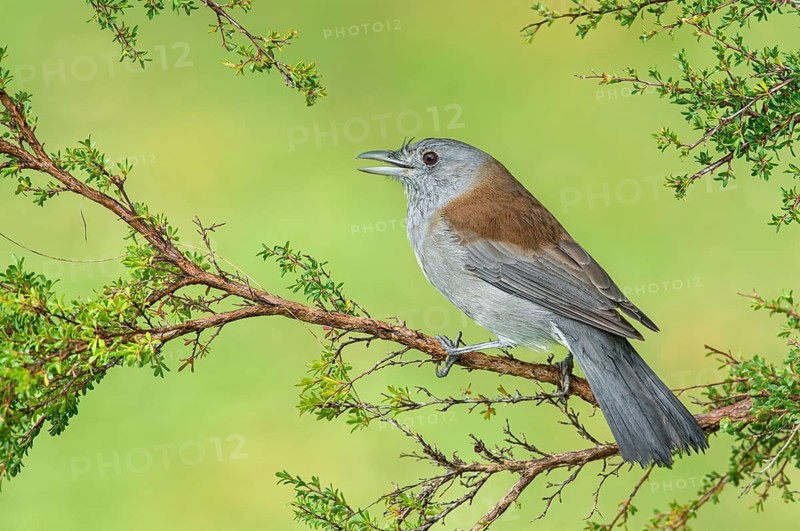 Grey Shrikethrush (Colluricincla harmonica), Victoria, Australia