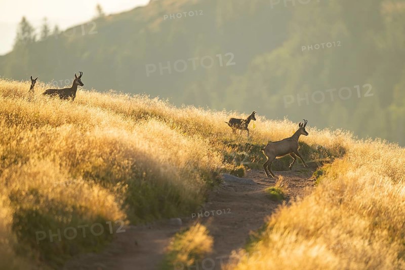 Group of Chamois (Rupicapra rupicapra) on a meadow in the Vosges Mountains, wildlife, France