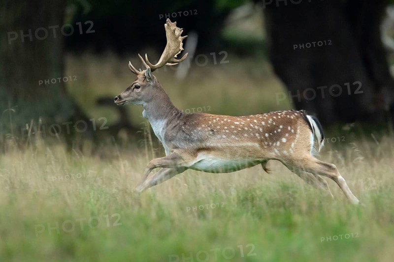 Male fallow deer (dama dama) in the run, Klamptenborg, Copenhagen, Denmark