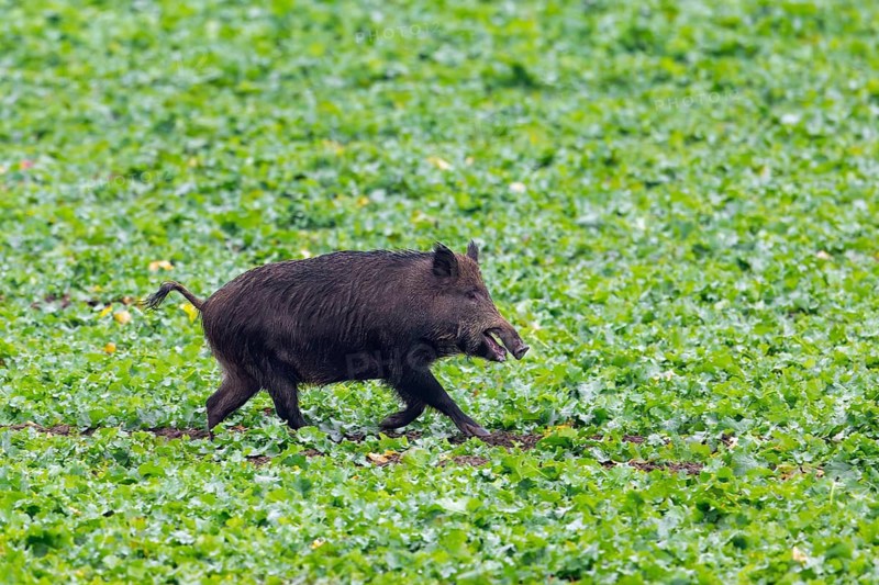 Wild boar (Sus scrofa) sow, female running over farmland, field