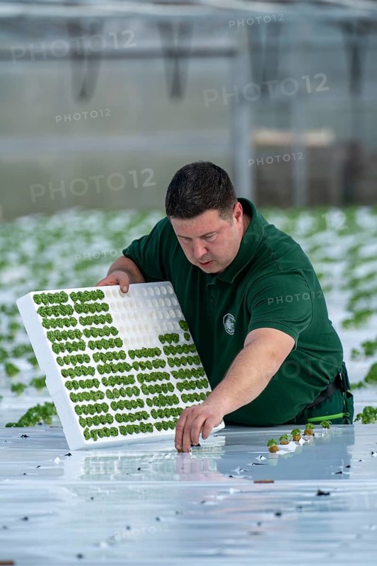 Agriculture, herb gardening, basil young plants, in pressed pots, with growing soil and nutrients, are planted in beds in a greenhouse