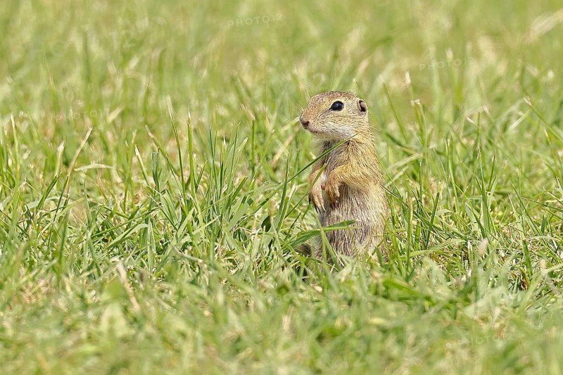 European ground squirrel (Spermophilus citellus) juvenile in a meadow, Burgenland Austria