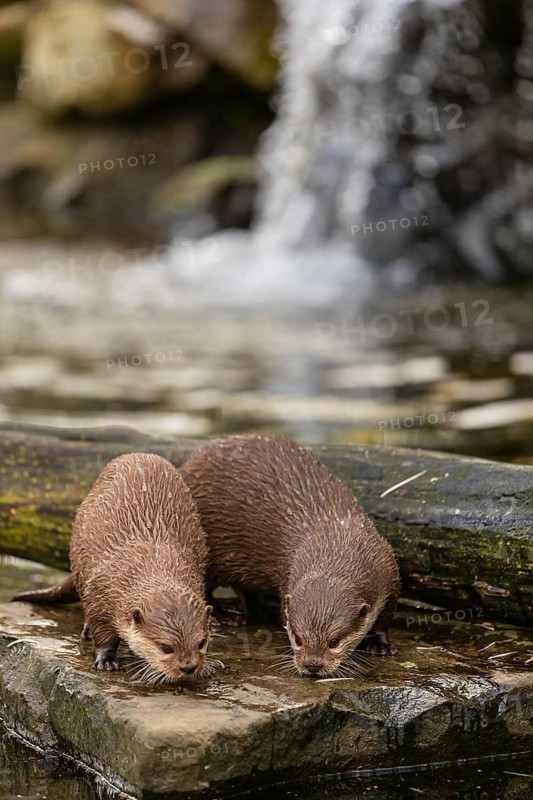 Two oriental small-clawed otter or Asian small-clawed otter (Aonyx cinerea), standing on a rock surrounded by water and a little cascade in the background