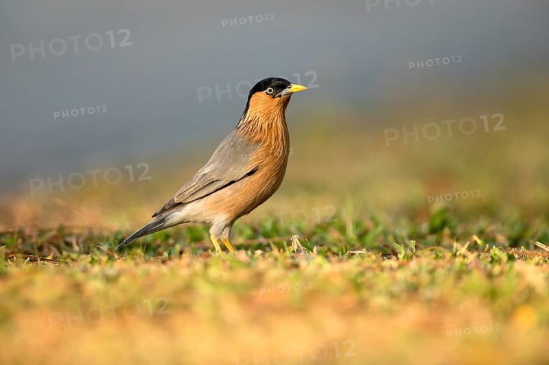 Brahminy Starling (Sturnia pagodarum) perched on the ground, Jurong Lake Garden, Singapore