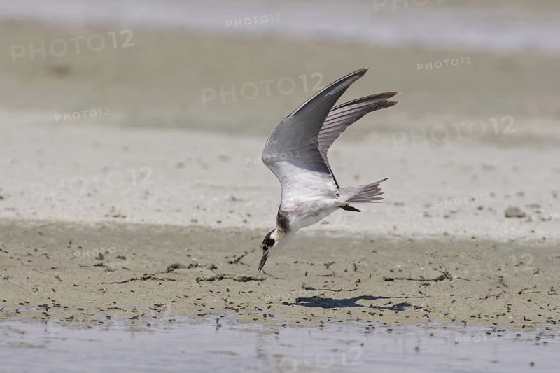 Black Tern (Chlidonias niger) flying, California, USA